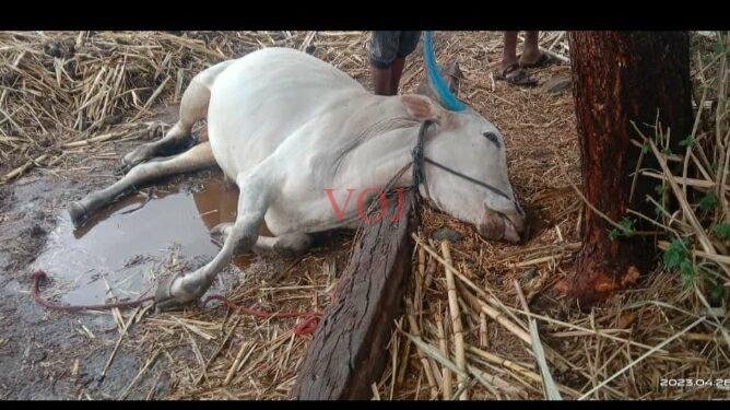 ಇಂಡಿಯಲ್ಲಿ ಸಿಡಿಲಿಗೆ ಎತ್ತು ಬಲಿ..?