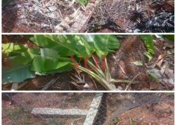 ಕಾಡಾನೆಗಳ ದಾಳಿಗೆ ಕಂಗಾಲದ ರೈತರು..!