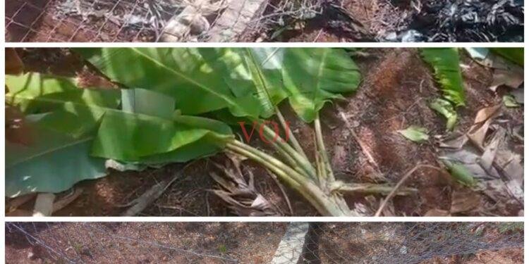 ಕಾಡಾನೆಗಳ ದಾಳಿಗೆ ಕಂಗಾಲದ ರೈತರು..!