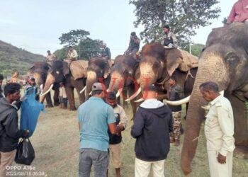 ಪುಂಡಾನೆ ಸೆರೆ; ಕಾರ್ಯಾಚರಣೆ ಆರಂಭಿಸಿದ ಅರಣ್ಯ ಇಲಾಖೆ..!