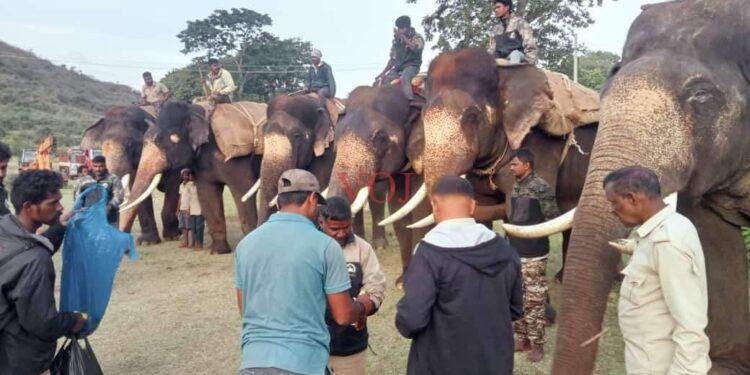 ಪುಂಡಾನೆ ಸೆರೆ; ಕಾರ್ಯಾಚರಣೆ ಆರಂಭಿಸಿದ ಅರಣ್ಯ ಇಲಾಖೆ..!