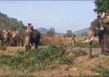 ಯಶಸ್ವಿ ಕಾರ್ಯಾಚರಣೆ ಕಾಡಾನೆ ಸೆರೆ..! ಎಲ್ಲಿ..?