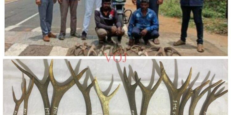 ಅಕ್ರಮ ಜಿಂಕೆಯ ಕೊಂಬು ಸಾಗಟ ಮಾಡುತ್ತಿದ್ದ ಇಬ್ಬರ ಬಂಧನ..!