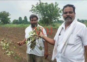 5 ಎಕರೆ ಹತ್ತಿ ಬೆಳೆ ನಾಶ ಮಾಡಿದ ಕಿಡೆಗೇಡಿಗಳು..! ಎಲ್ಲಿ..?