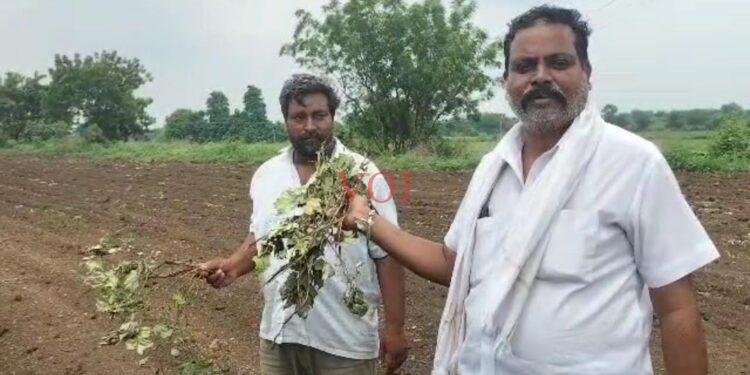5 ಎಕರೆ ಹತ್ತಿ ಬೆಳೆ ನಾಶ ಮಾಡಿದ ಕಿಡೆಗೇಡಿಗಳು..! ಎಲ್ಲಿ..?