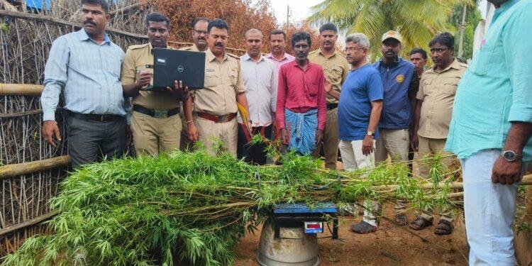 ಗಾಂಜಾ ಗಿಡಗಳನ್ನು ಅಕ್ರಮವಾಗಿ ಬೆಳೆದಿದ್ದ ವ್ಯಕ್ತಿಯ ಬಂಧನ..!