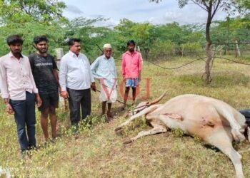 ಹೃದಯ ಬಾವುದಿಂದ ಎತ್ತು ಸಾವು..! ಸೂಕ್ತ ಪರಿಹಾರಕ್ಕೆ ಆಗ್ರಹ..!