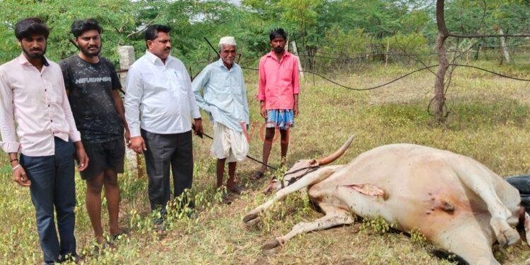 ಹೃದಯ ಬಾವುದಿಂದ ಎತ್ತು ಸಾವು..! ಸೂಕ್ತ ಪರಿಹಾರಕ್ಕೆ ಆಗ್ರಹ..!