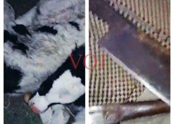 ಇಂಡಿಯಲ್ಲಿ ಕರುಗಳ ರಕ್ಷಣೆ..! ವಾಹನದಲ್ಲಿ ಮಾರಕಾಸ್ತ್ರಗಳು..! ಆಗಿದ್ದೇನು..?