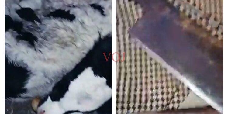 ಇಂಡಿಯಲ್ಲಿ ಕರುಗಳ ರಕ್ಷಣೆ..! ವಾಹನದಲ್ಲಿ ಮಾರಕಾಸ್ತ್ರಗಳು..! ಆಗಿದ್ದೇನು..?