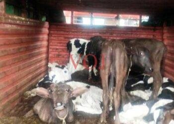 ಇಂಡಿಯಲ್ಲಿ ಅಕ್ರಮವಾಗಿ ಗೋವು ಸಾಗಾಟ..! ವ್ಯಕ್ತಿಯ ಬಂಧನ..