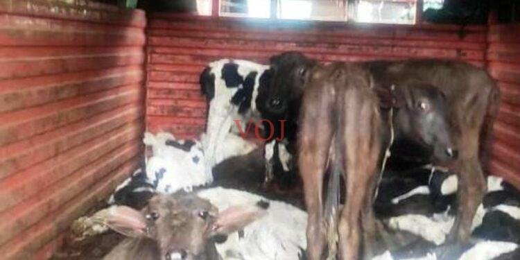 ಇಂಡಿಯಲ್ಲಿ ಅಕ್ರಮವಾಗಿ ಗೋವು ಸಾಗಾಟ..! ವ್ಯಕ್ತಿಯ ಬಂಧನ..