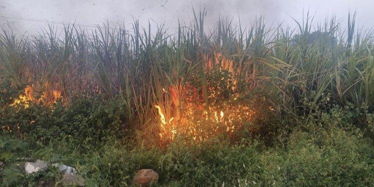 ವಿದ್ಯುತ್ ಇಲಾಖೆ ನಿರ್ಲಕ್ಷ್ಯ ಕಬ್ಬಿನ ಬೆಳೆಗೆ ಬೆಂಕಿ : ರೈತ ಕಂಗಾಲು