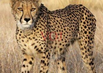 ಚಿರತೆ ಪ್ರತ್ಯಕ್ಷ; ಜನರಲ್ಲಿ ಹೆಚ್ಚಿದ ಆತಂಕ: