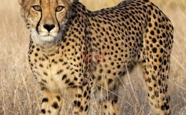 ಚಿರತೆ ಪ್ರತ್ಯಕ್ಷ; ಜನರಲ್ಲಿ ಹೆಚ್ಚಿದ ಆತಂಕ: