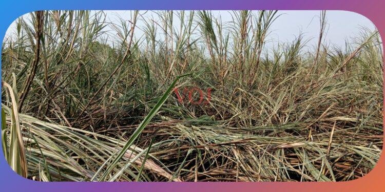 3 ಎಕರೆ ಕಬ್ಬಿನ ಗದ್ದೆಗೆ ವಿದ್ಯುತ್ ಶಾರ್ಟ್ ಸರ್ಕಿಟ್‍ ಸುಟ್ಟು ಭಸ್ಮ್..!