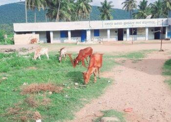 ಸುತ್ತುಗೋಡೆಯಿಲ್ಲದ ಸರ್ಕಾರಿ ಶಾಲೆ: ಸಾಕುಪ್ರಾಣಿಗಳ ದಾಳಿಯಿಂದ ಕಂಗಾಲಾದ ಮಕ್ಕಳು..!