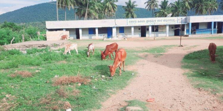 ಸುತ್ತುಗೋಡೆಯಿಲ್ಲದ ಸರ್ಕಾರಿ ಶಾಲೆ: ಸಾಕುಪ್ರಾಣಿಗಳ ದಾಳಿಯಿಂದ ಕಂಗಾಲಾದ ಮಕ್ಕಳು..!
