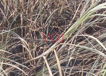 ವಿದ್ಯುತ್ ಶಾರ್ಟ್ ಸರ್ಕ್ಯೂಟ್ ಕಬ್ಬು ಸುಟ್ಟು ಭಸ್ಮ..!