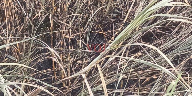 ವಿದ್ಯುತ್ ಶಾರ್ಟ್ ಸರ್ಕ್ಯೂಟ್ ಕಬ್ಬು ಸುಟ್ಟು ಭಸ್ಮ..!