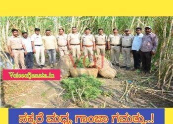 ಸಕ್ಕರೆ ಮಧ್ಯ ಗಾಂಜಾ ಗಮತ್ತು..! ಆರೋಪಿ ಅರೆಸ್ಟ್..!