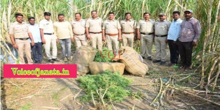 ಸಕ್ಕರೆ ಮಧ್ಯ ಗಾಂಜಾ ಗಮತ್ತು..! ಆರೋಪಿ ಅರೆಸ್ಟ್..!