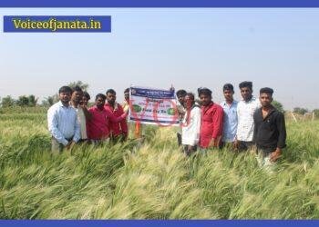 ಲಿಂಬೆ ನಾಡಿನಲ್ಲಿ ಜವೆ ಗೋದಿ ಬೆಳೆಯ ಕ್ಷೇತ್ರೋತ್ಸವ
