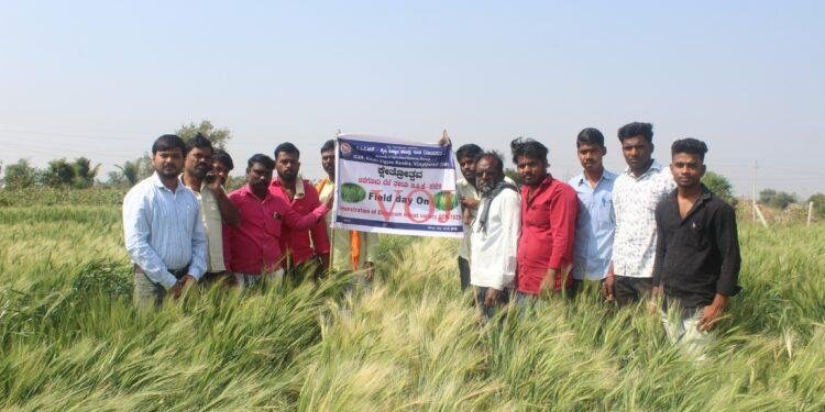 ಲಿಂಬೆ ನಾಡಿನಲ್ಲಿ ಜವೆ ಗೋದಿ ಬೆಳೆಯ ಕ್ಷೇತ್ರೋತ್ಸವ