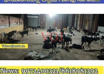 ಭೀಮಾತೀರದಲ್ಲಿ ಗೋವುಗಳ ಅಕ್ರಮ ಸಾಗಾಟ ತಡೆದ ಗ್ರಾಮಸ್ಥರು..!