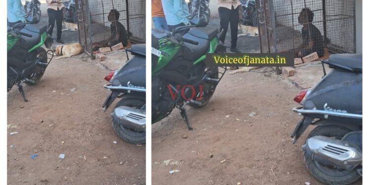 ಅಬ್ಬಬ್ಬಾ ನಾಯಿ ಪಂಜರದಲ್ಲಿ ವ್ಯಕ್ತಿ ಬಂಧನ..! ಏಕೆ ಗೊತ್ತಾ..?