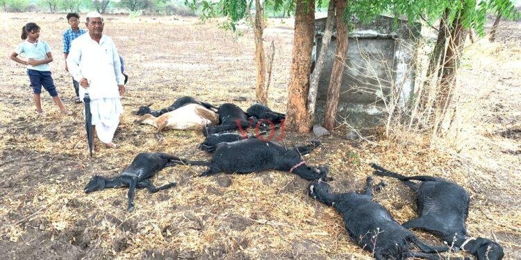 ಸಿಡಿಲು ಬಡಿದು 10 ಕುರಿಗಳು ಸಾವು..!