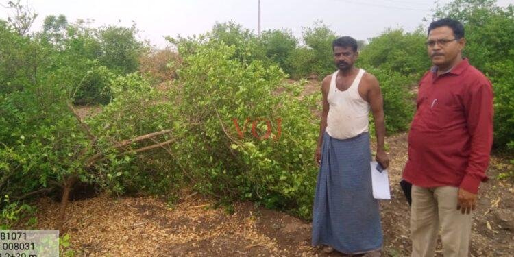 ಅಕಾಲಿಕ ಮಳೆ : ತೋಟಗಾರಿಕೆ ಬೆಳೆಹಾನಿ..!