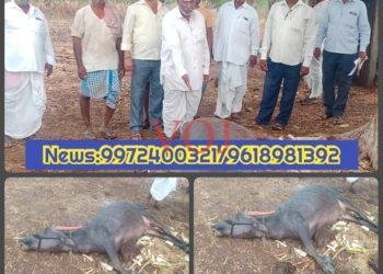 ಸಿಡಿಲು ಬಡಿದು ಇಂಡಿಯಲ್ಲಿ ಎಮ್ಮೆ ಸಾವು..!