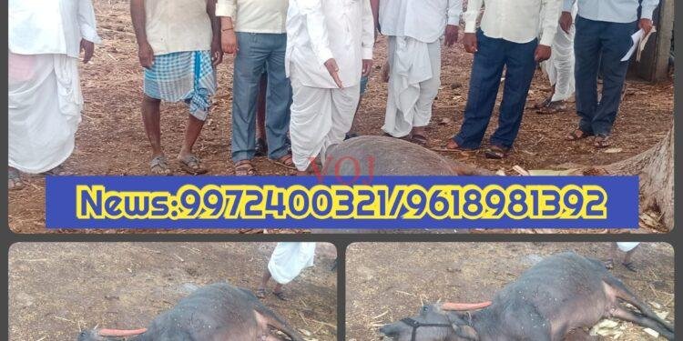 ಸಿಡಿಲು ಬಡಿದು ಇಂಡಿಯಲ್ಲಿ ಎಮ್ಮೆ ಸಾವು..!