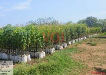 ಅರಣ್ಯ ಇಲಾಖೆಯಿಂದ 12 ಸಾವಿರ ಸಸಿ ವಿತರಣೆ