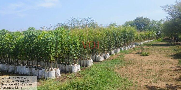 ಅರಣ್ಯ ಇಲಾಖೆಯಿಂದ 12 ಸಾವಿರ ಸಸಿ ವಿತರಣೆ