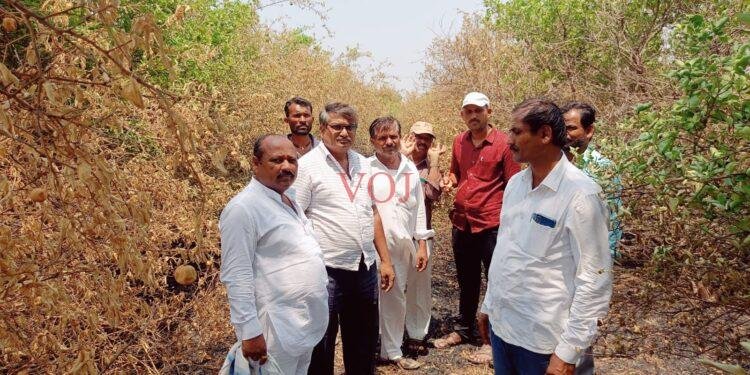 ಜೀವನಕ್ಕೆ ಆಧಾರವಾಗಿದ್ದ ನೂರಾರು ಲಿಂಬೆ ಗಿಡಗಳು ಆಕಸ್ಮಿಕ ಬೆಂಕಿಗೆ ಆಹುತಿ..!
