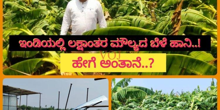 ಇಂಡಿಯಲ್ಲಿ ಅಕಾಲಿಕ ಮಳೆ-ಗಾಳಿಗೆ ಲಕ್ಷಾಂತರ ಮೌಲ್ಯದ ತೋಟಗಾರಿಕೆ ಬೆಳೆ ಹಾನಿ..!
