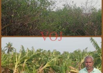 ಇಂಡಿಯಲ್ಲಿ ಅಕಾಲಿಕ ಗಾಳಿ ಮಳೆಗೆ ಲಿಂಬೆ, ಬಾಳೆ ನೆಲಕಚ್ಚಿವೆ..!