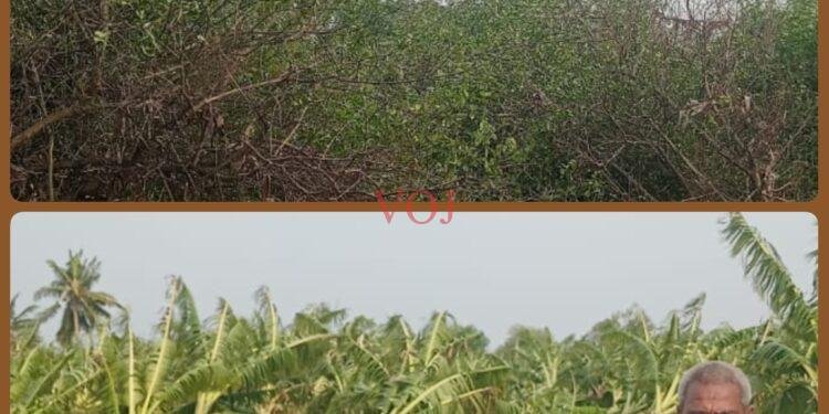 ಇಂಡಿಯಲ್ಲಿ ಅಕಾಲಿಕ ಗಾಳಿ ಮಳೆಗೆ ಲಿಂಬೆ, ಬಾಳೆ ನೆಲಕಚ್ಚಿವೆ..!