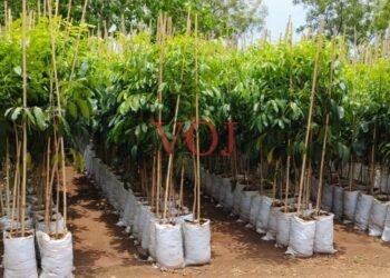 ಅರಣ್ಯ ಇಲಾಖೆಯಿಂದ 47 ಸಾವಿರ ಸಸಿ ವಿತರಣೆ