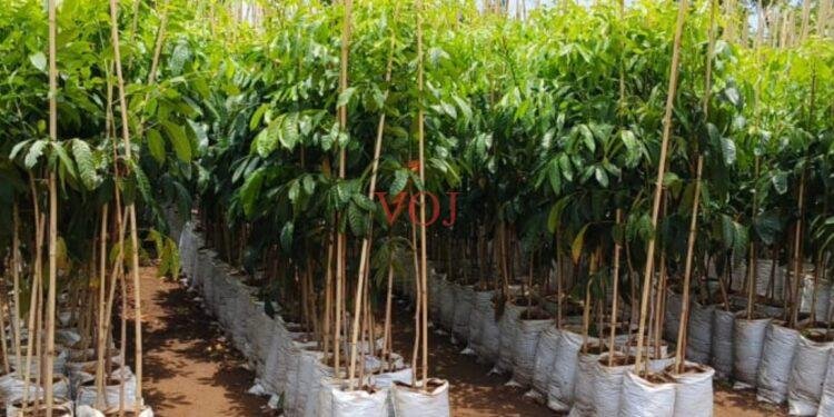 ಅರಣ್ಯ ಇಲಾಖೆಯಿಂದ 47 ಸಾವಿರ ಸಸಿ ವಿತರಣೆ