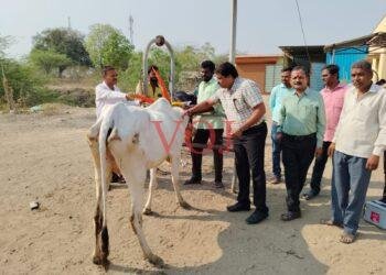 ಜಾನುವಾರುಗಳಿಗೆ ಚರ್ಮ ಗಂಟು ರೋಗ : ಉಚಿತ ಲಸಿಕೆ