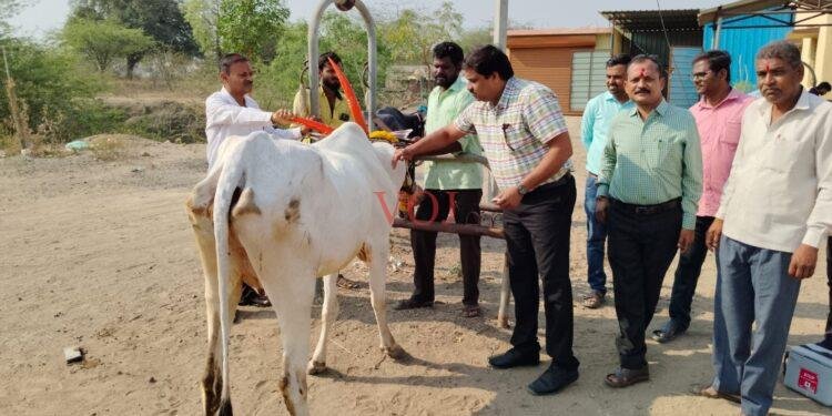 ಜಾನುವಾರುಗಳಿಗೆ ಚರ್ಮ ಗಂಟು ರೋಗ : ಉಚಿತ ಲಸಿಕೆ