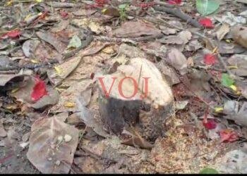 ಶ್ರೀಗಂಧದ ಮರ ಕತ್ತರಿಸಿ ಕಳ್ಳತನಕ್ಕೆ ಯತ್ನ..! ಡಿಸಿ ಮನೆಯ ಅನತಿ ದೂರದಲ್ಲಿ..!