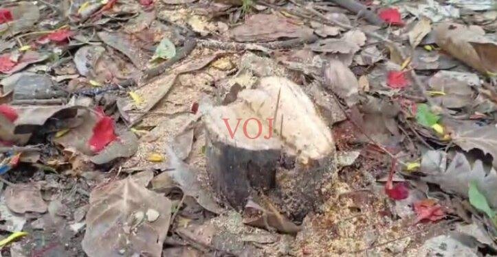 ಶ್ರೀಗಂಧದ ಮರ ಕತ್ತರಿಸಿ ಕಳ್ಳತನಕ್ಕೆ ಯತ್ನ..! ಡಿಸಿ ಮನೆಯ ಅನತಿ ದೂರದಲ್ಲಿ..!