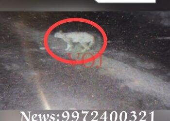 ಕೃಷ್ಣಾ ನದಿ ತೀರದಲ್ಲಿ ಚಿರತೆ ಹಾಗೂ ಚಿರತೆ ಮರಿಗಳು ಪತ್ತೆ..!