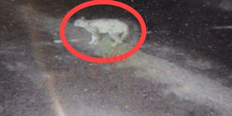 ಕೃಷ್ಣಾ ನದಿ ತೀರದಲ್ಲಿ ಚಿರತೆ ಹಾಗೂ ಚಿರತೆ ಮರಿಗಳು ಪತ್ತೆ..!