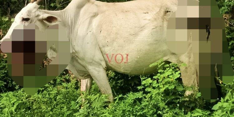 ಸಿಡಿಮದ್ದು ಸಿಡಿದು ಗೋವುಗಳಿಗೆ ಗಂಭೀರ ಗಾಯ..! ಆಗಿದ್ದೇನು..?