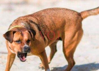 ಹುಚ್ಚನಾಯಿ ಕಡಿತ; ಜನರಲ್ಲಿ ಆತಂಕ